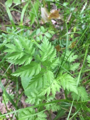 Torilis nodosa