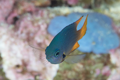 Pomacentrus philippinus