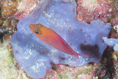 Oblique-Lined Dottyback photo 5