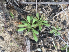 Chorizanthe cuspidata cuspidata
