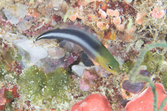 Pseudochromis bitaeniatus