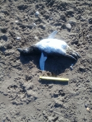 Spheniscus magellanicus