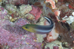 Pseudochromis bitaeniatus