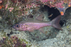 Cheilodipterus alleni