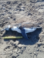 Spheniscus magellanicus