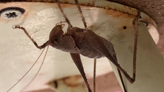 Thyreonotus