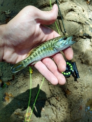 Micropterus tallapoosae