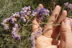 Limonium tomentellum