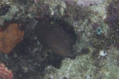 Halichoeres marginatus