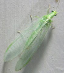 Chrysoperla plorabunda