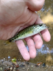 Micropterus tallapoosae