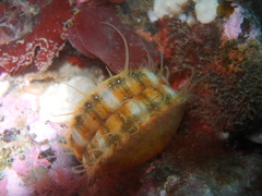 Chlamys hastata
