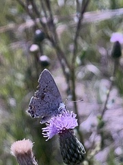 Satyrium sylvinus