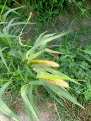 Setaria viridis pycnocoma