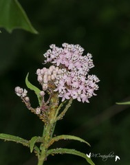 Asclepias perennis