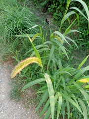 Setaria viridis pycnocoma