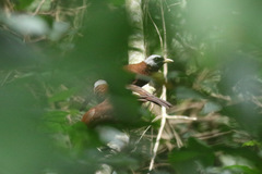 Turdoides atripennis bohndorffi