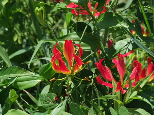 flame lily