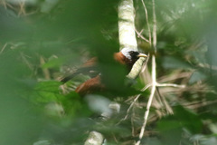 Turdoides atripennis bohndorffi