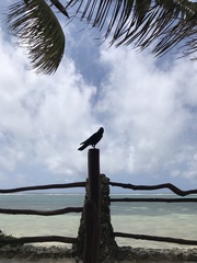 Corvus splendens