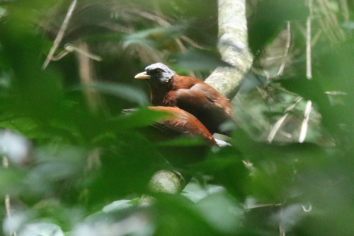 Grey-caped Capuchin Babbler (Subspecies Turdoides atripennis bohndorffi ...