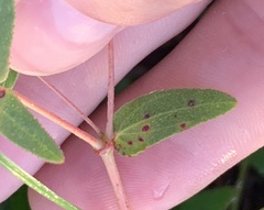 Euphorbia hyssopifolia image