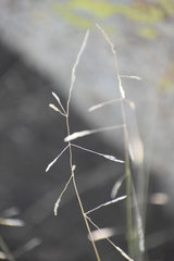 Piptatheropsis micrantha