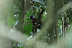 Turdoides atripennis bohndorffi