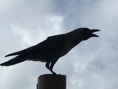 Corvus splendens