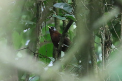 Turdoides atripennis bohndorffi