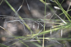 Piptatheropsis micrantha