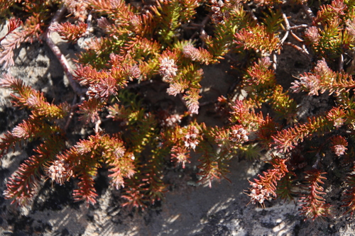 Image of Spatalla confusa by (c) Tony Rebelo, some rights reserved (CC BY-SA)