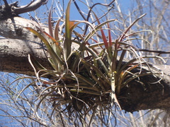 Tillandsia capitata