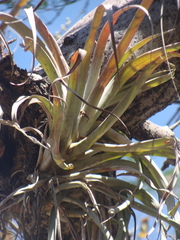 Tillandsia capitata