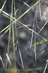 Piptatheropsis micrantha