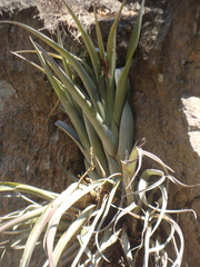 Tillandsia capitata