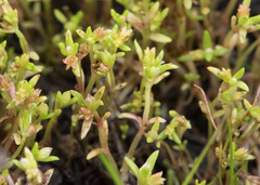 Crassula aquatica