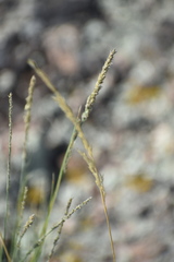 Muhlenbergia wrightii