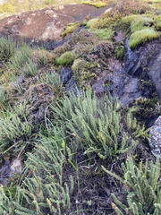 Cheilanthes micropteris