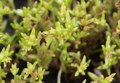 Crassula aquatica