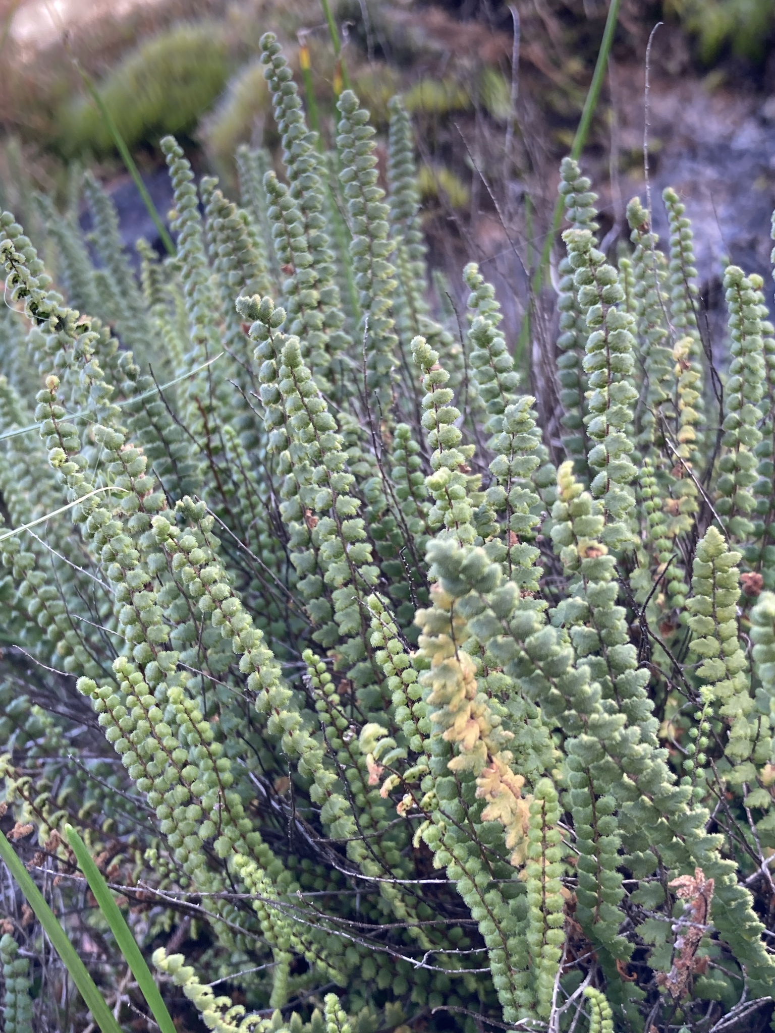 Cheilanthes micropteris