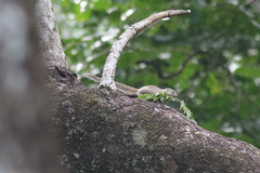 Heliosciurus gambianus