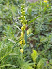 Linaria vulgaris