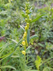 Linaria vulgaris