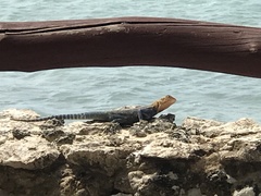Agama lionotus