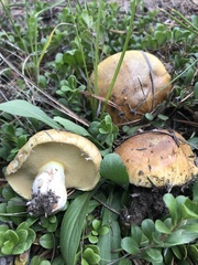 Suillus occidentalis