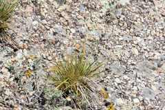 Dichanthelium linearifolium