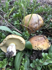 Suillus occidentalis