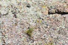 Dichanthelium linearifolium