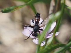 Cylindromyia pusilla